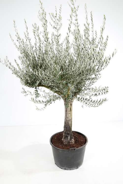 Olea europaea C 160L 225/250CM 