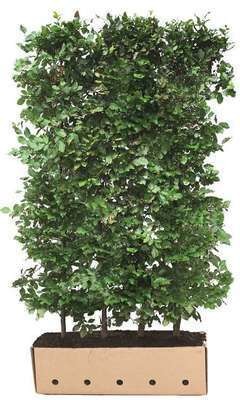 Hêtre vert 