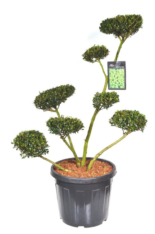 Ilex crenata'Green Hedge'