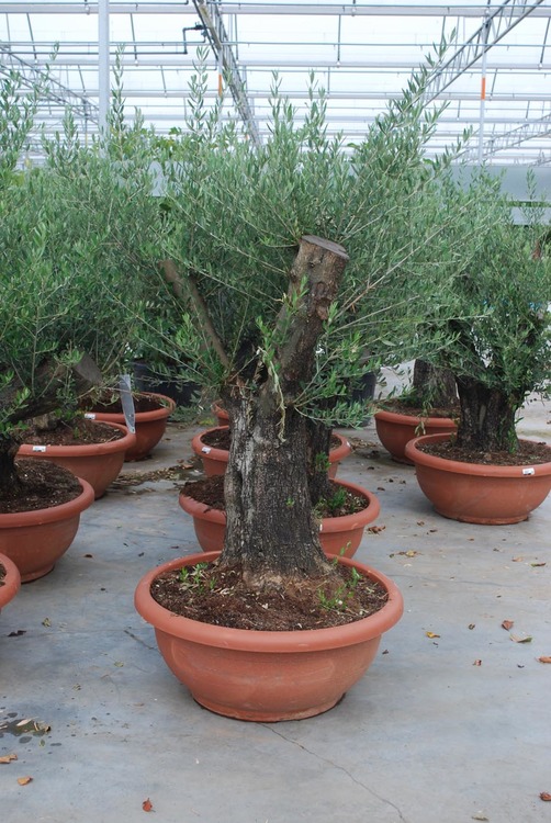 Olea europaea