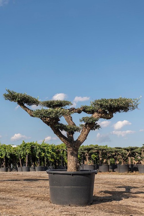 Olea europaea 225/250cm de hauts 