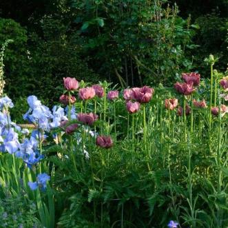 Plantes
