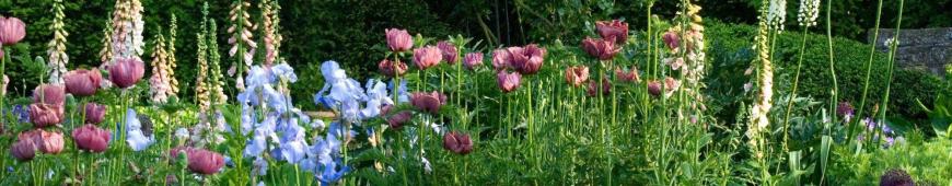 Plantes