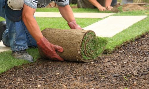 Semis de pelouse, pose de gazon en rouleaux