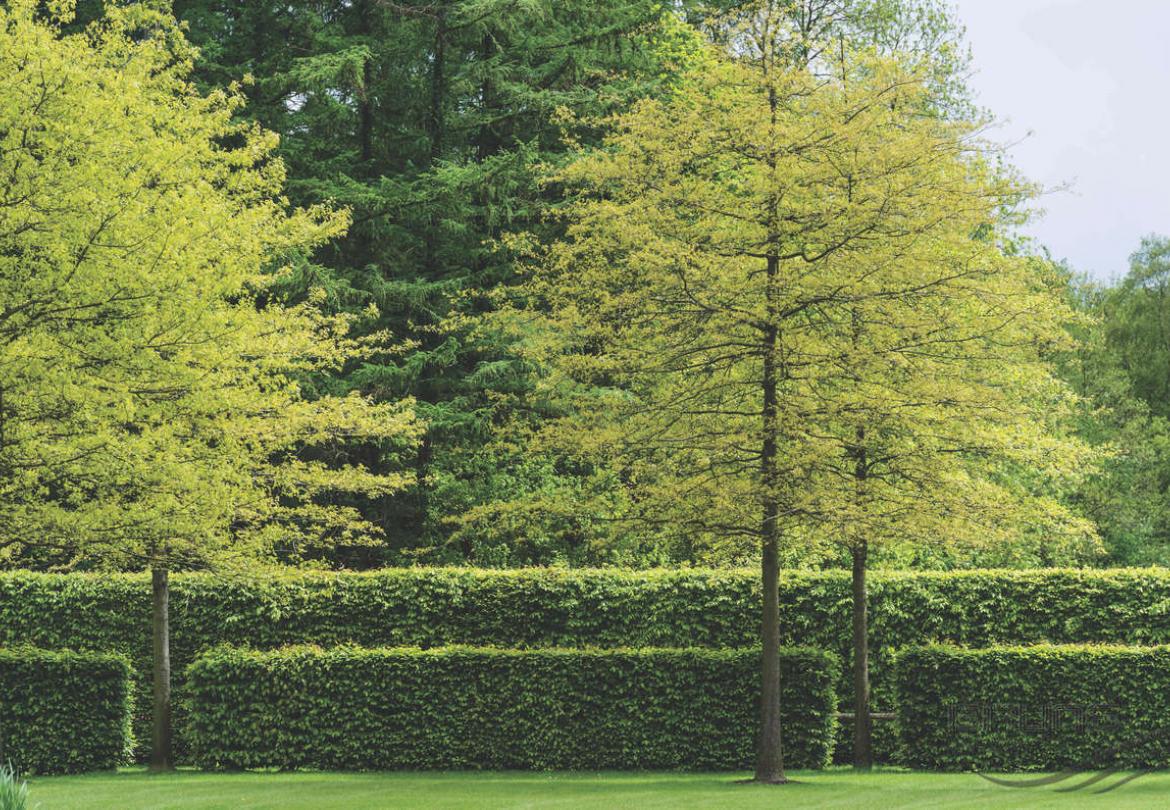 Plantation de haie de hêtre ou de charme