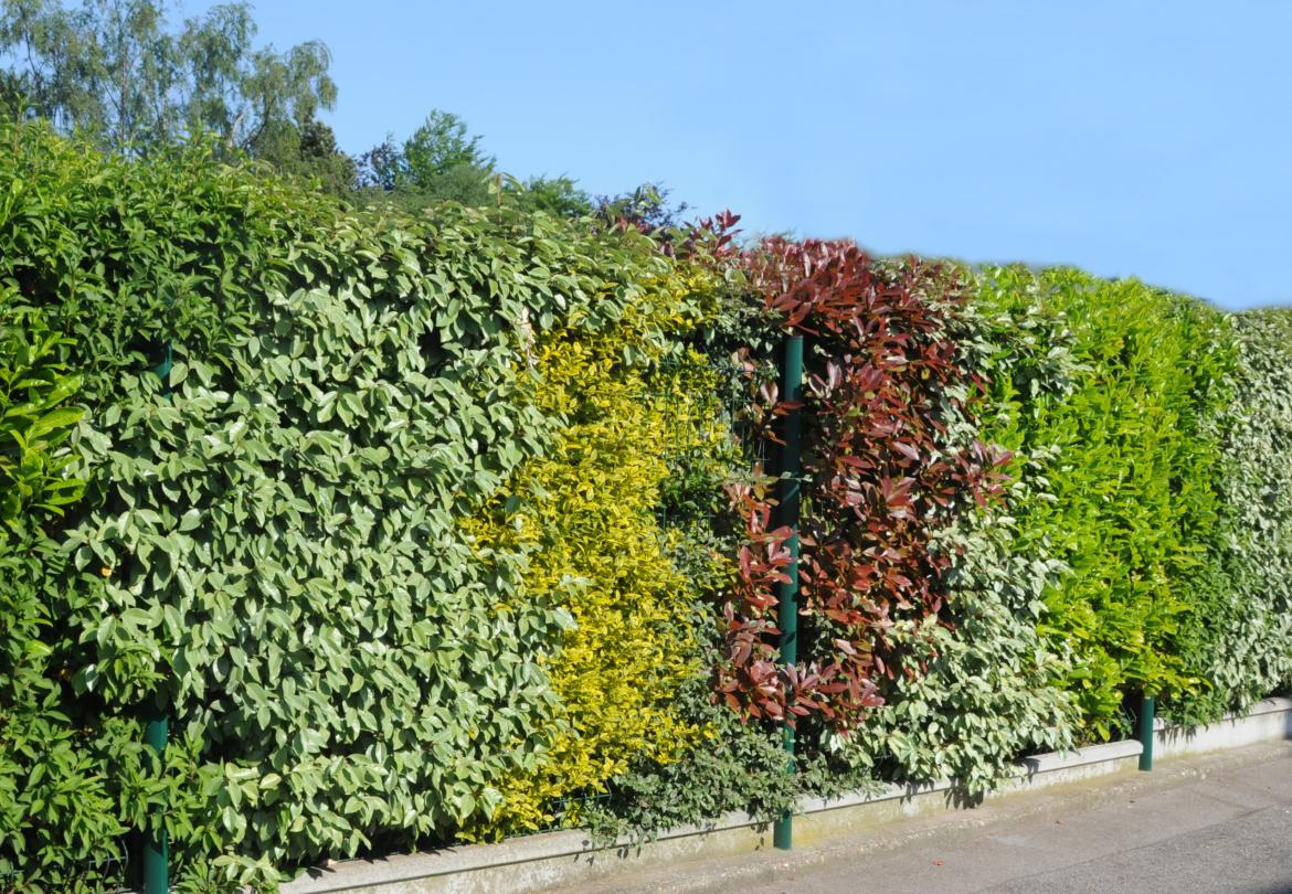 Plantation de haie de troènes (Ligustrum Ovalifolium)