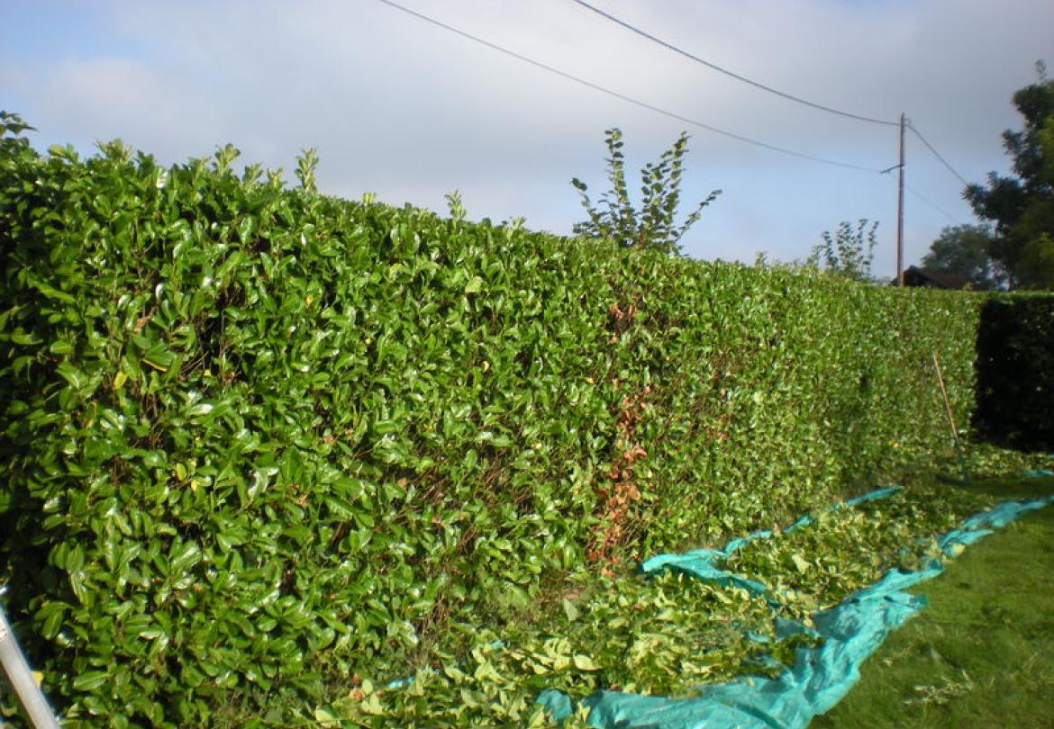 Plantation de haie de laurier (Prunus)