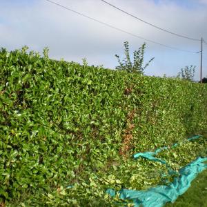 Plantation de haie de laurier (Prunus)
