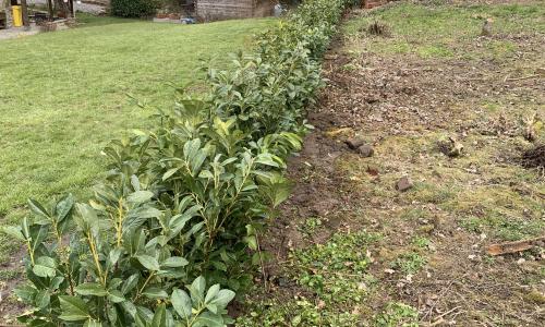 Plantation et massif