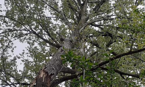 Abattage - Elimination de branchages et feuilles