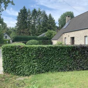 Taille des haies & arbustes 