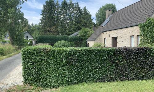 Taille des haies & arbustes 