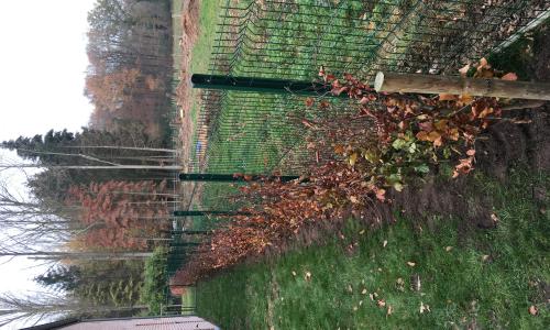 Plantation et massif